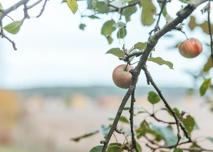 酒店 Zur Linde Dein Self Check In