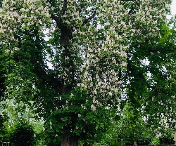 Zur Linde Dein Self Check In